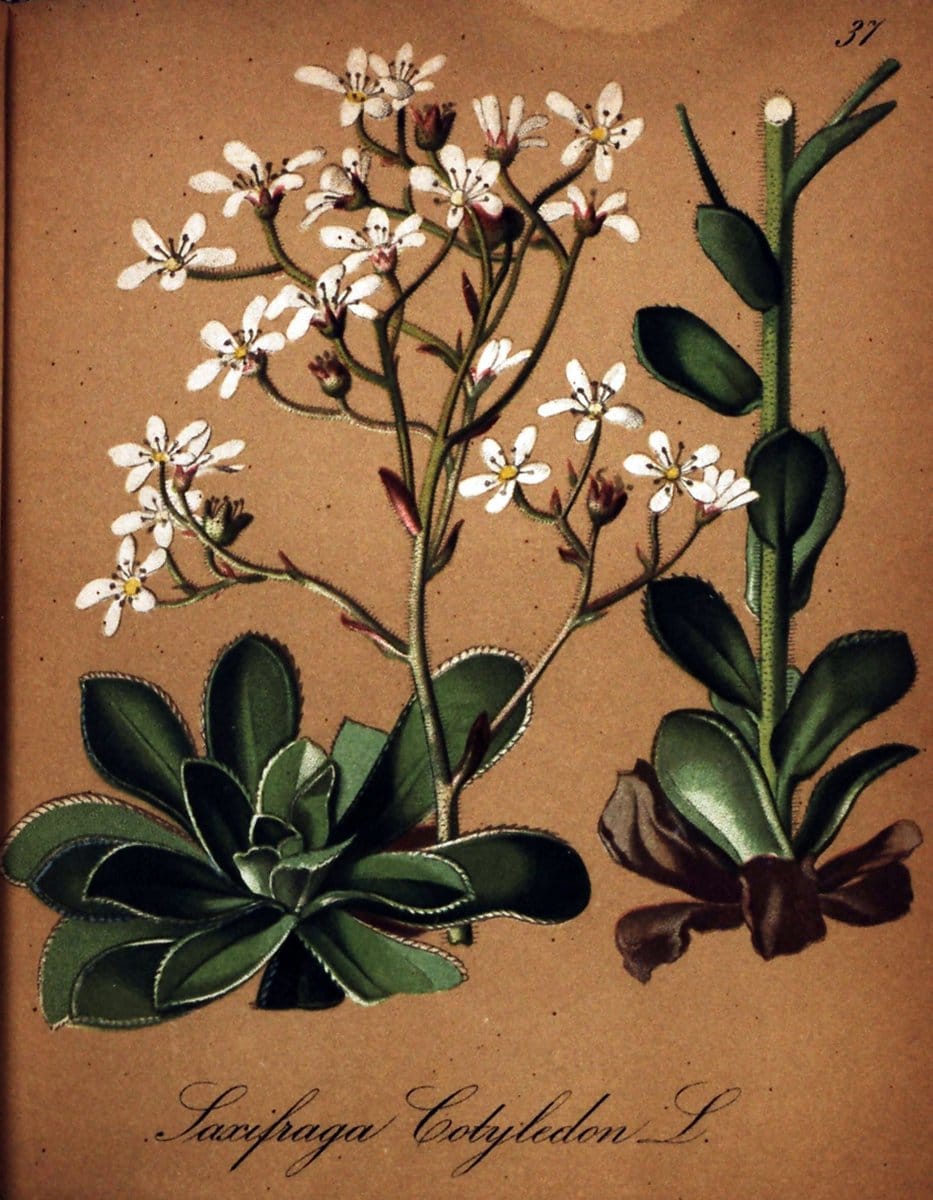 Die Alpenpflanzen nach der Natur gemalt /.Prag :F. Tempsky,1879-1884.  | Alps Botany "Mountain plants" "Pictorial works" "United States Geological Survey" | Vintage Print Reproduction 470305