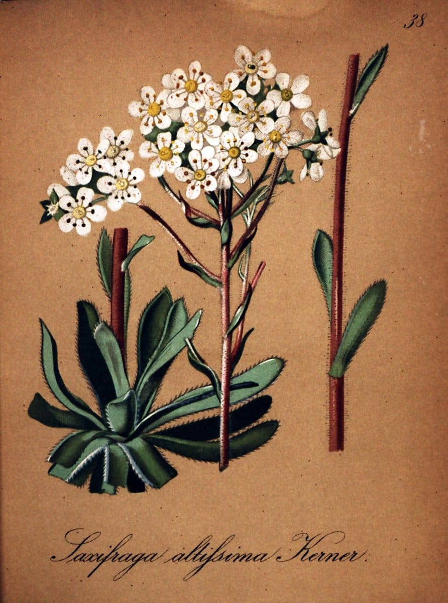 Die Alpenpflanzen nach der Natur gemalt /.Prag :F. Tempsky,1879-1884.  | Alps Botany "Mountain plants" "Pictorial works" "United States Geological Survey" | Vintage Print Reproduction 470306
