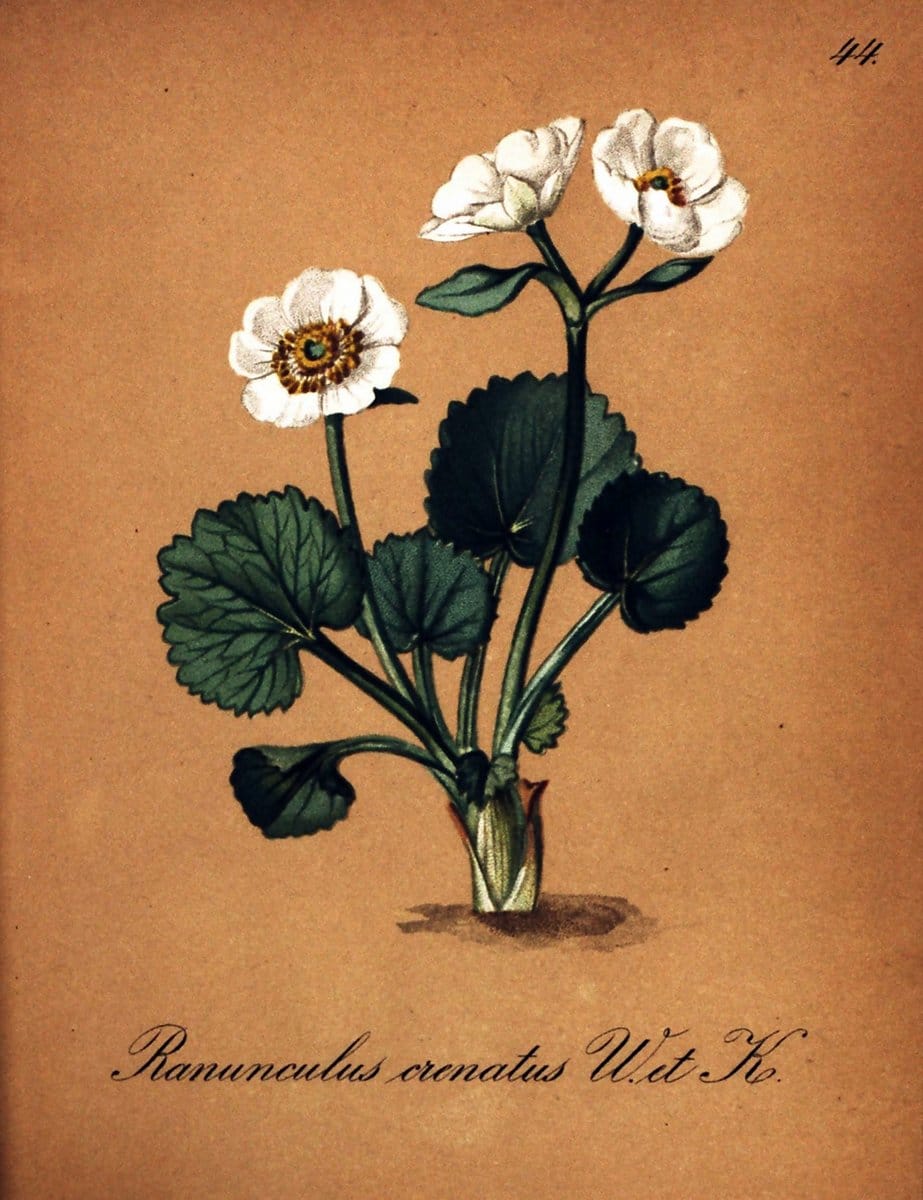 Die Alpenpflanzen nach der Natur gemalt /.Prag :F. Tempsky,1879-1884. | Alps Botany "Mountain plants" "Pictorial works" "United States Geological Survey" | Vintage Print Reproduction 470307