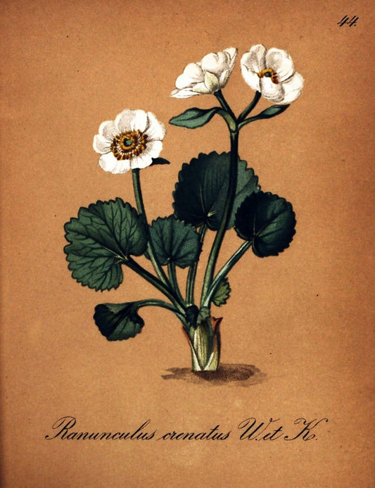 Die Alpenpflanzen nach der Natur gemalt /.Prag :F. Tempsky,1879-1884. | Alps Botany "Mountain plants" "Pictorial works" "United States Geological Survey" | Vintage Print Reproduction 470307