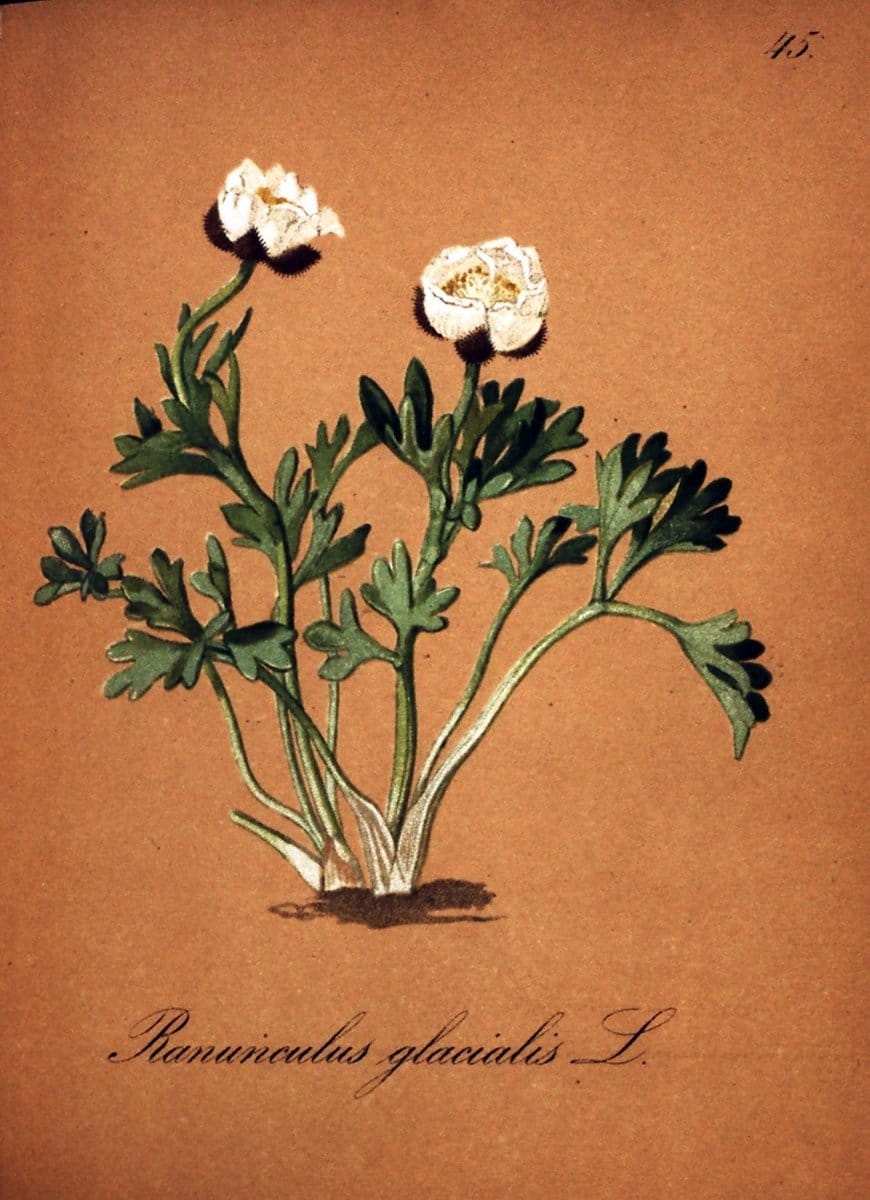 Die Alpenpflanzen nach der Natur gemalt /.Prag :F. Tempsky,1879-1884. | Alps Botany "Mountain plants" "Pictorial works" "United States Geological Survey" | Vintage Print Reproduction 470308