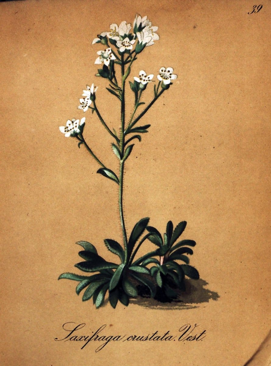 Die Alpenpflanzen nach der Natur gemalt /.Prag :F. Tempsky,1879-1884.  | Alps Botany "Mountain plants" "Pictorial works" "United States Geological Survey" | Vintage Print Reproduction 470309