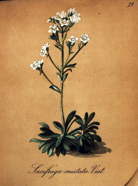 Die Alpenpflanzen nach der Natur gemalt /.Prag :F. Tempsky,1879-1884.  | Alps Botany "Mountain plants" "Pictorial works" "United States Geological Survey" | Vintage Print Reproduction 470309