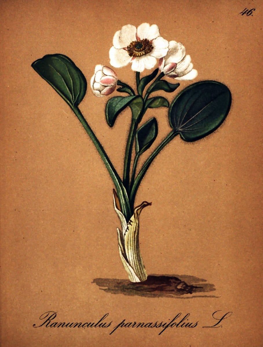 Die Alpenpflanzen nach der Natur gemalt /.Prag :F. Tempsky,1879-1884. | Alps Botany "Mountain plants" "Pictorial works" "United States Geological Survey" | Vintage Print Reproduction 470310