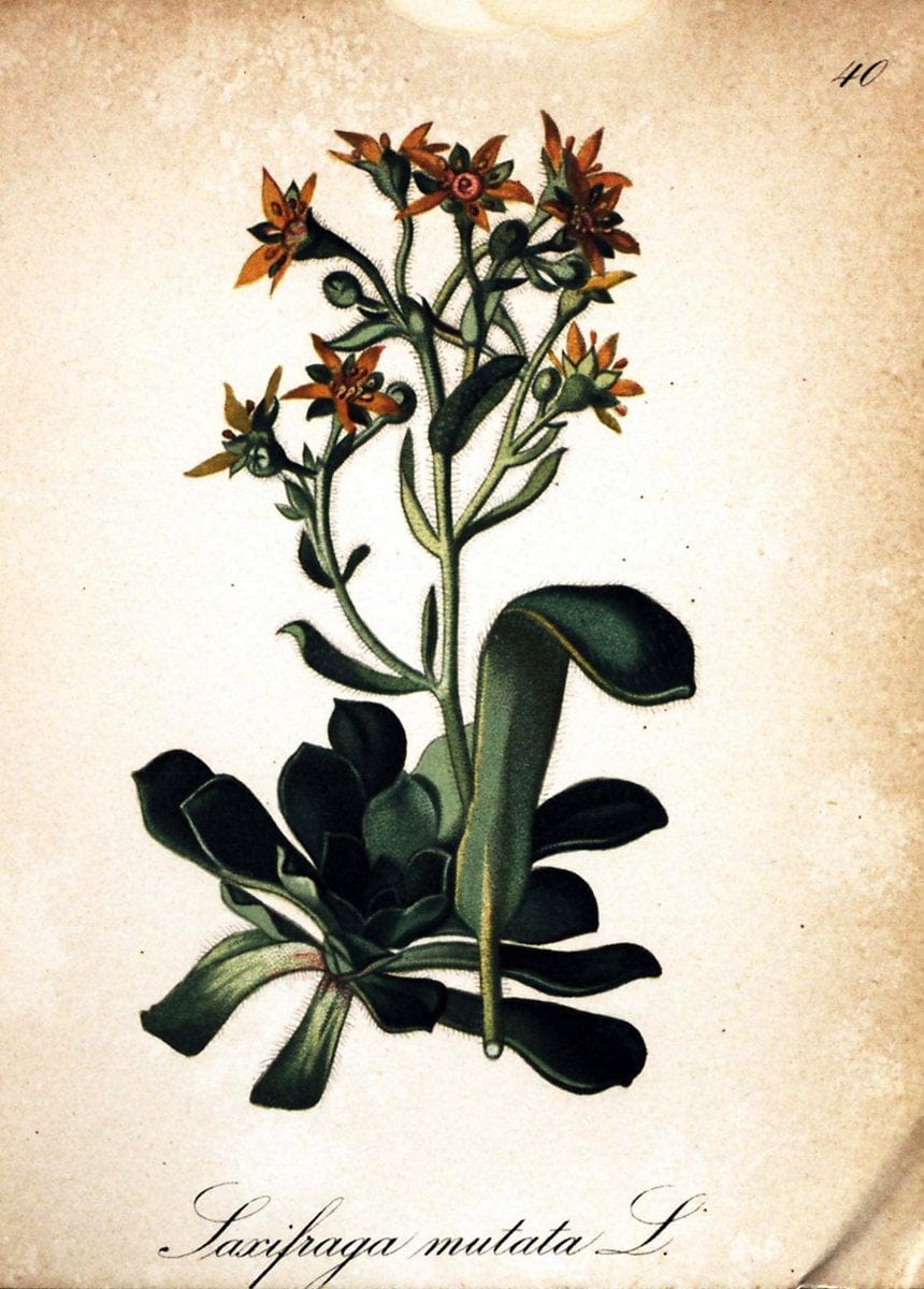 Die Alpenpflanzen nach der Natur gemalt /.Prag :F. Tempsky,1879-1884.  | Alps Botany "Mountain plants" "Pictorial works" "United States Geological Survey" | Vintage Print Reproduction 470311