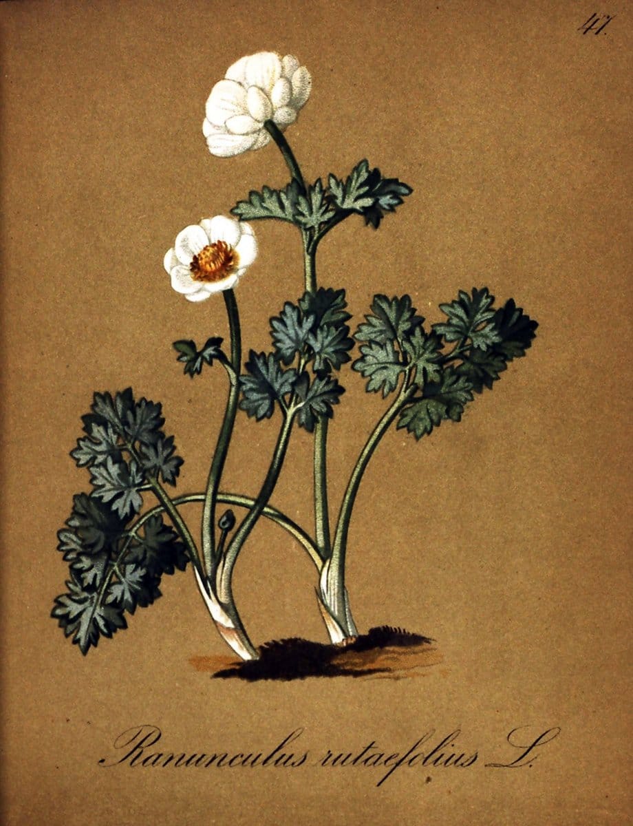 Die Alpenpflanzen nach der Natur gemalt /.Prag :F. Tempsky,1879-1884. | Alps Botany "Mountain plants" "Pictorial works" "United States Geological Survey" | Vintage Print Reproduction 470312