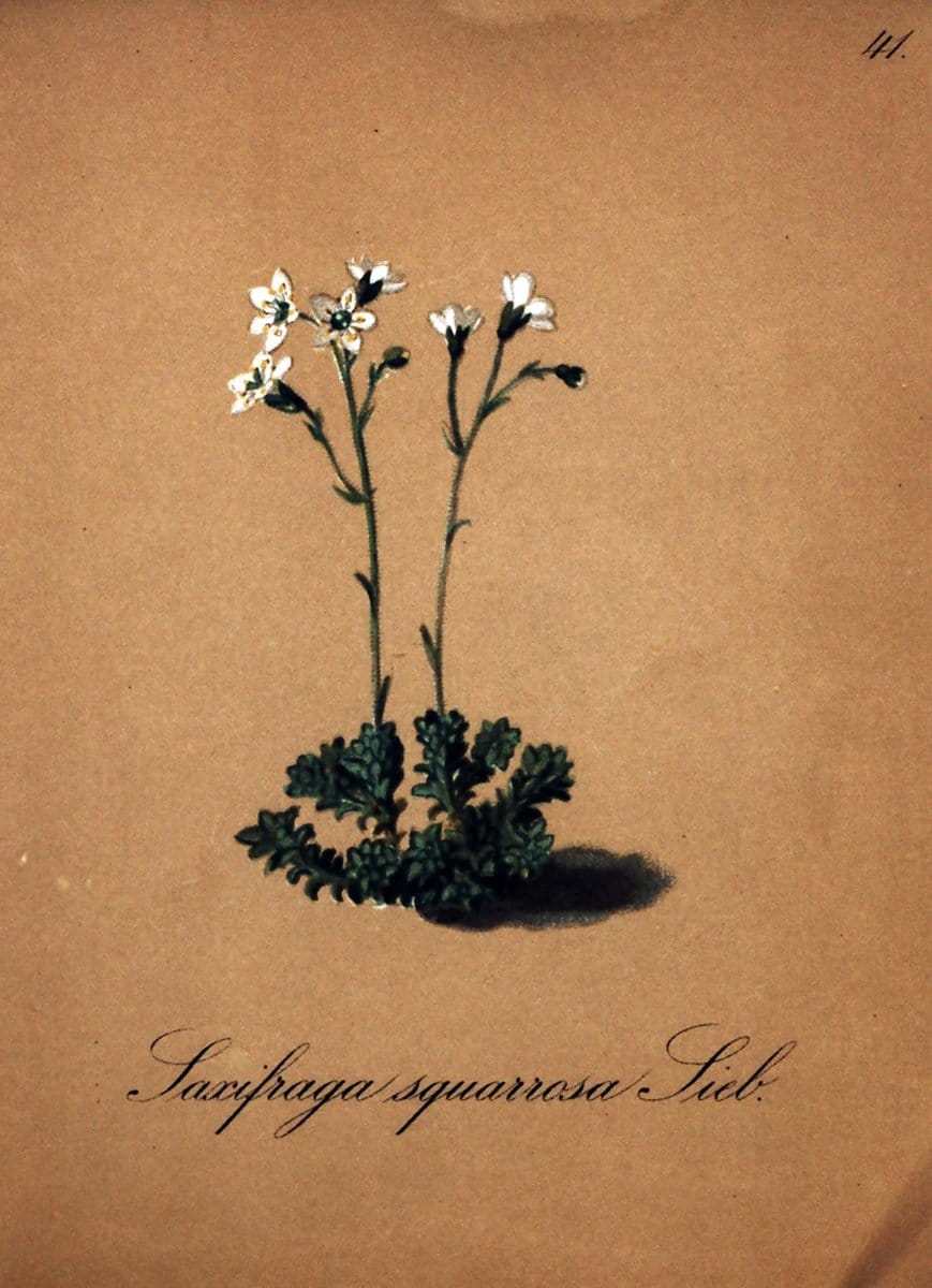 Die Alpenpflanzen nach der Natur gemalt /.Prag :F. Tempsky,1879-1884.  | Alps Botany "Mountain plants" "Pictorial works" "United States Geological Survey" | Vintage Print Reproduction 470313