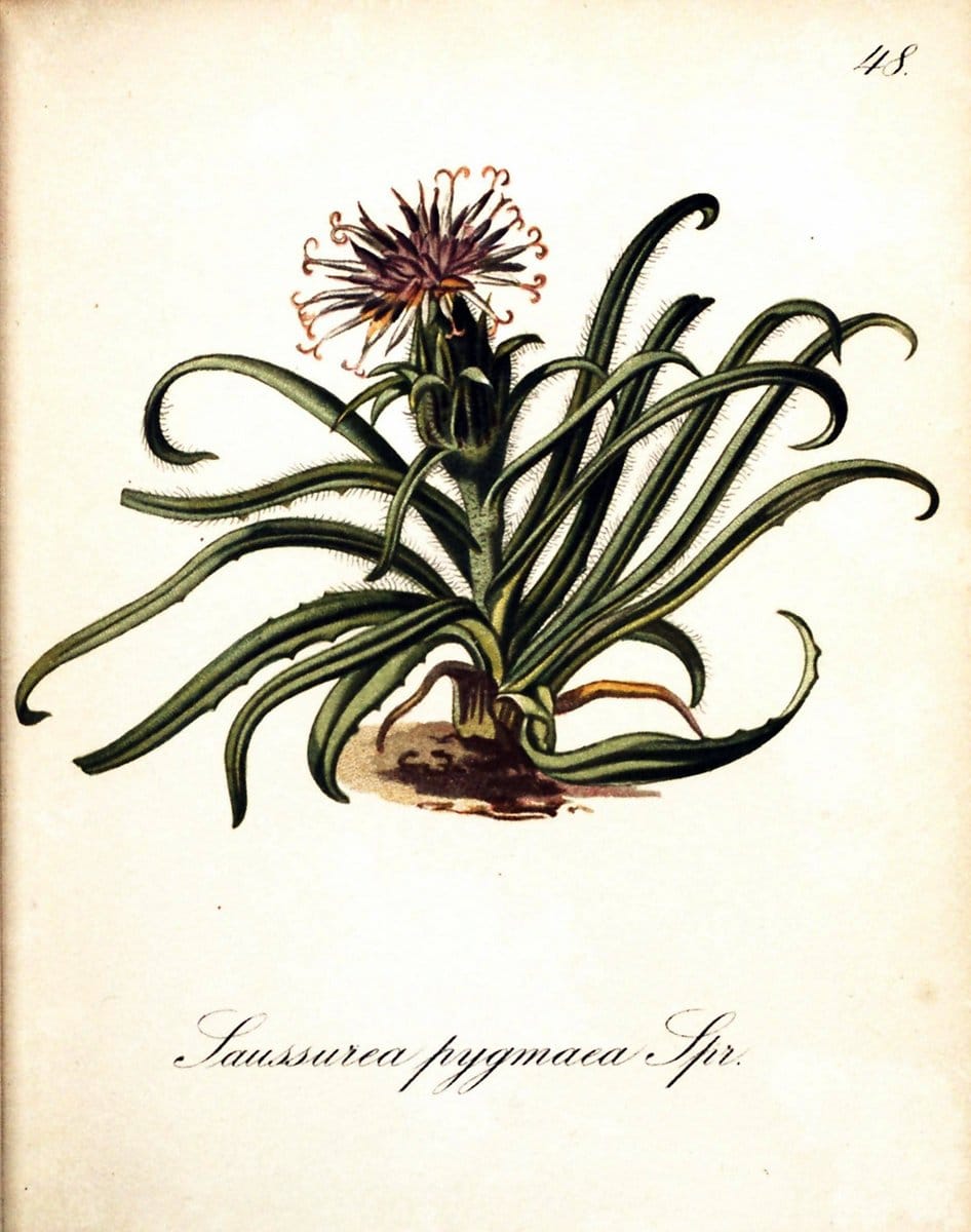 Die Alpenpflanzen nach der Natur gemalt /.Prag :F. Tempsky,1879-1884. | Alps Botany "Mountain plants" "Pictorial works" "United States Geological Survey" | Vintage Print Reproduction 470314