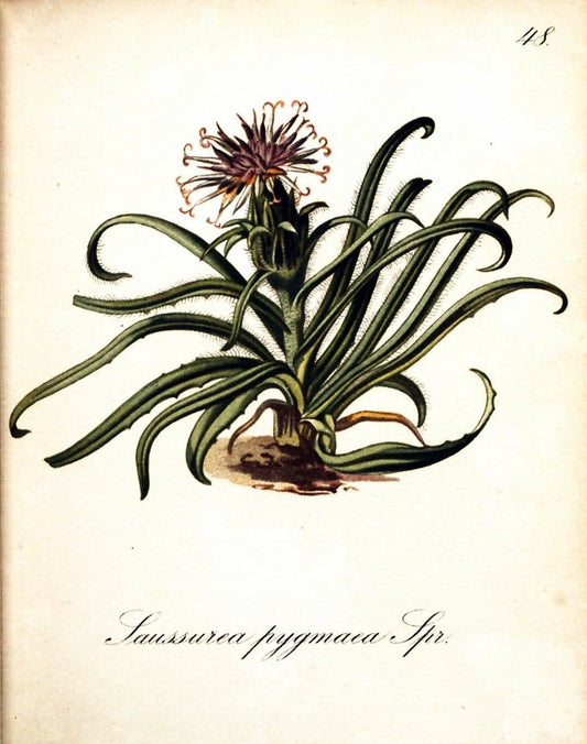 Die Alpenpflanzen nach der Natur gemalt /.Prag :F. Tempsky,1879-1884. | Alps Botany "Mountain plants" "Pictorial works" "United States Geological Survey" | Vintage Print Reproduction 470314