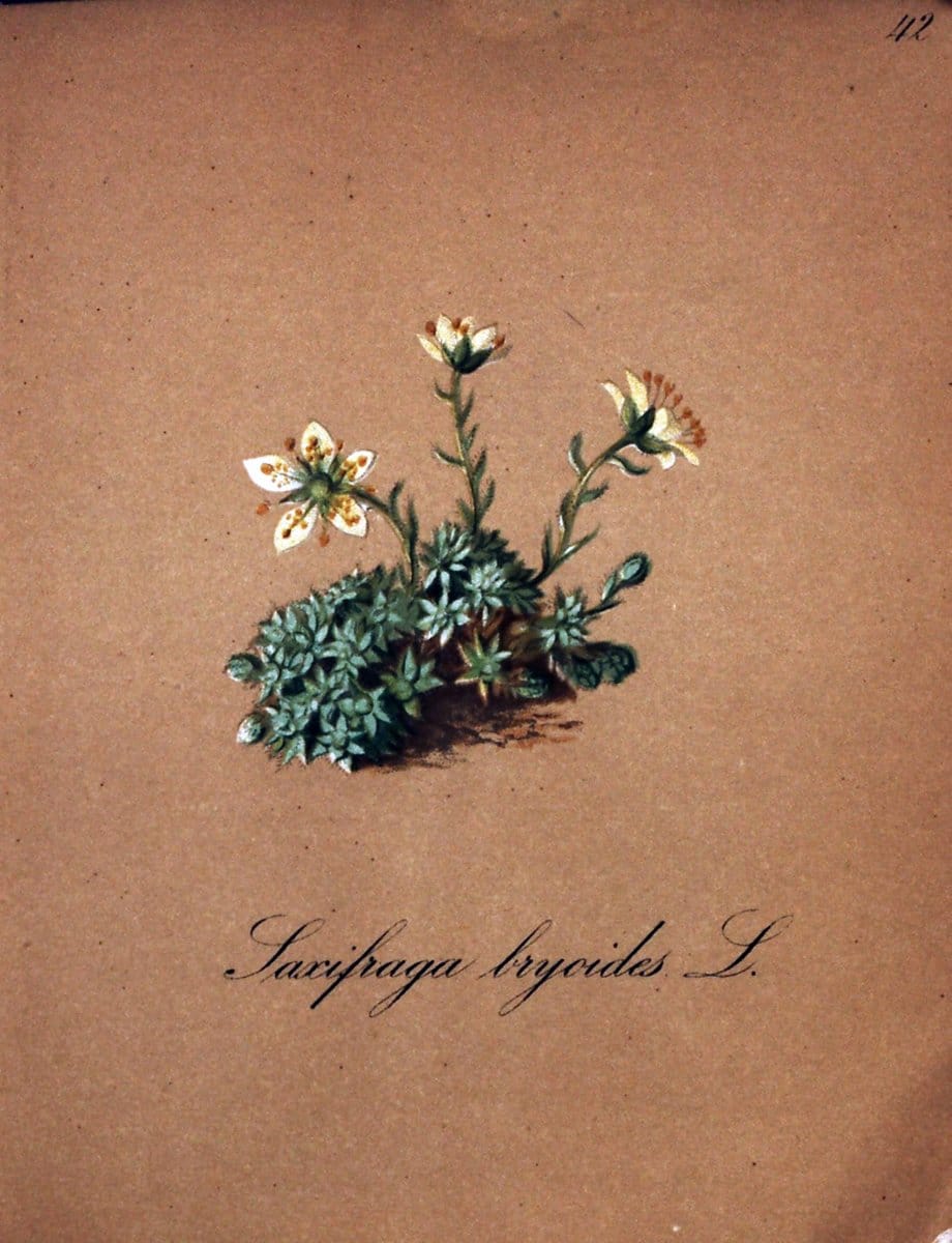 Die Alpenpflanzen nach der Natur gemalt /.Prag :F. Tempsky,1879-1884.  | Alps Botany "Mountain plants" "Pictorial works" "United States Geological Survey" | Vintage Print Reproduction 470315