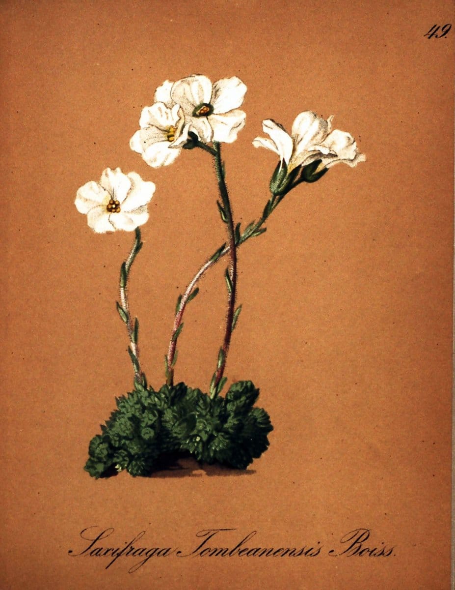Die Alpenpflanzen nach der Natur gemalt /.Prag :F. Tempsky,1879-1884. | Alps Botany "Mountain plants" "Pictorial works" "United States Geological Survey" | Vintage Print Reproduction 470316