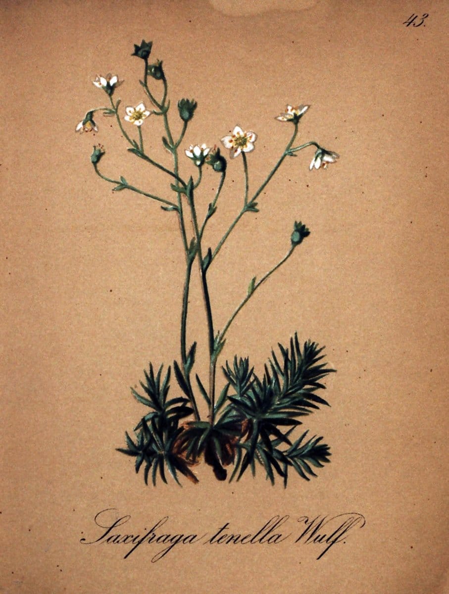 Die Alpenpflanzen nach der Natur gemalt /.Prag :F. Tempsky,1879-1884.  | Alps Botany "Mountain plants" "Pictorial works" "United States Geological Survey" | Vintage Print Reproduction 470317