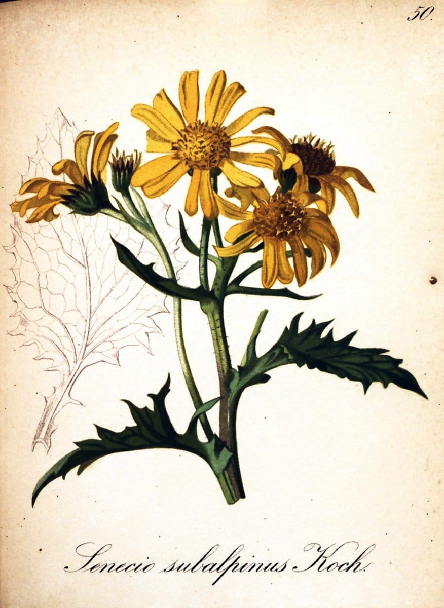 Die Alpenpflanzen nach der Natur gemalt /.Prag :F. Tempsky,1879-1884. | Alps Botany "Mountain plants" "Pictorial works" "United States Geological Survey" | Vintage Print Reproduction 470318