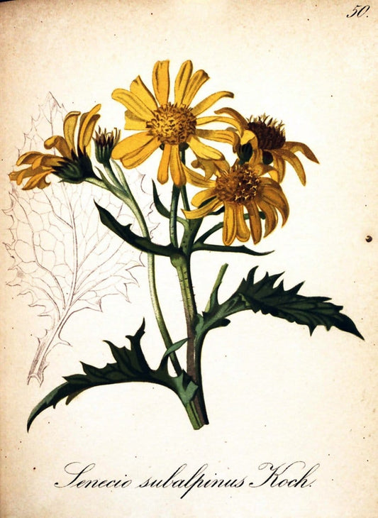 Die Alpenpflanzen nach der Natur gemalt /.Prag :F. Tempsky,1879-1884. | Alps Botany "Mountain plants" "Pictorial works" "United States Geological Survey" | Vintage Print Reproduction 470318