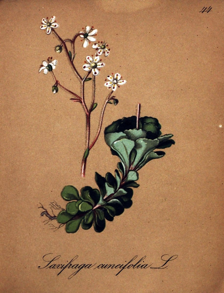 Die Alpenpflanzen nach der Natur gemalt /.Prag :F. Tempsky,1879-1884.  | Alps Botany "Mountain plants" "Pictorial works" "United States Geological Survey" | Vintage Print Reproduction 470319
