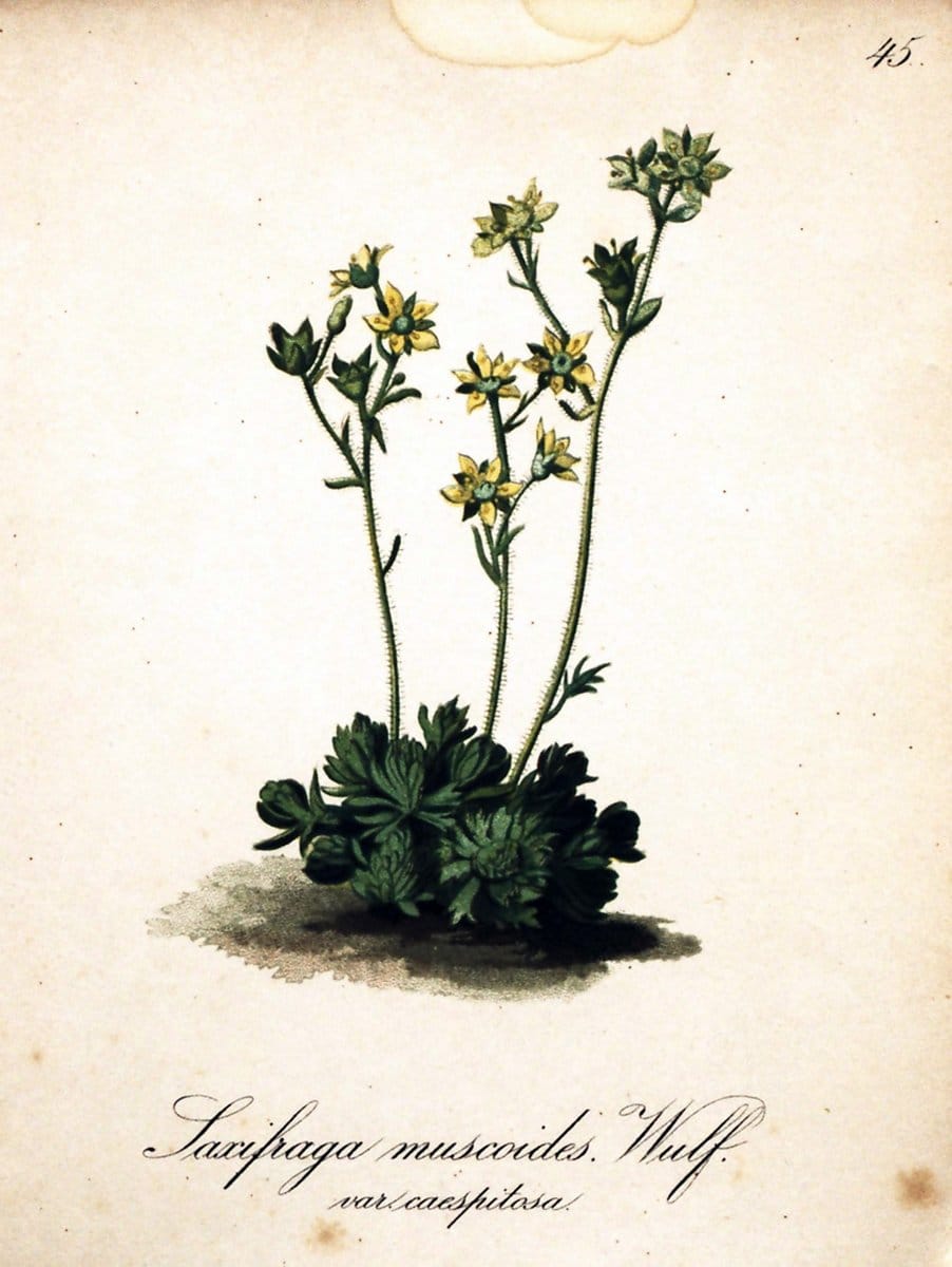 Die Alpenpflanzen nach der Natur gemalt /.Prag :F. Tempsky,1879-1884.  | Alps Botany "Mountain plants" "Pictorial works" "United States Geological Survey" | Vintage Print Reproduction 470320