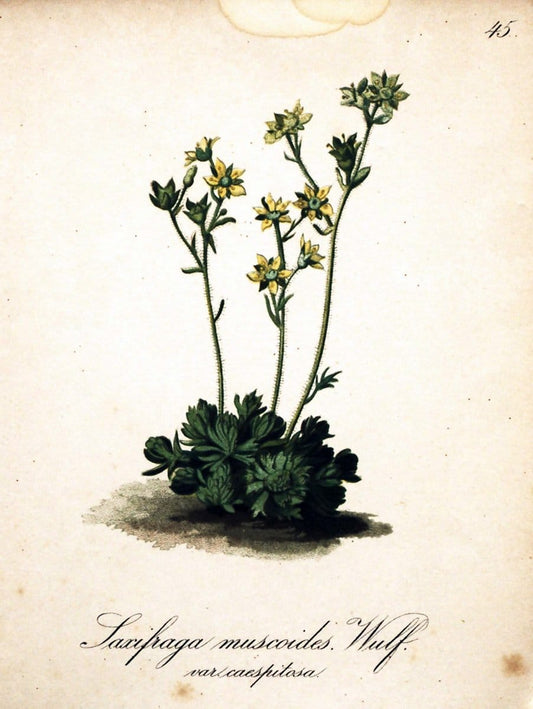 Die Alpenpflanzen nach der Natur gemalt /.Prag :F. Tempsky,1879-1884.  | Alps Botany "Mountain plants" "Pictorial works" "United States Geological Survey" | Vintage Print Reproduction 470320