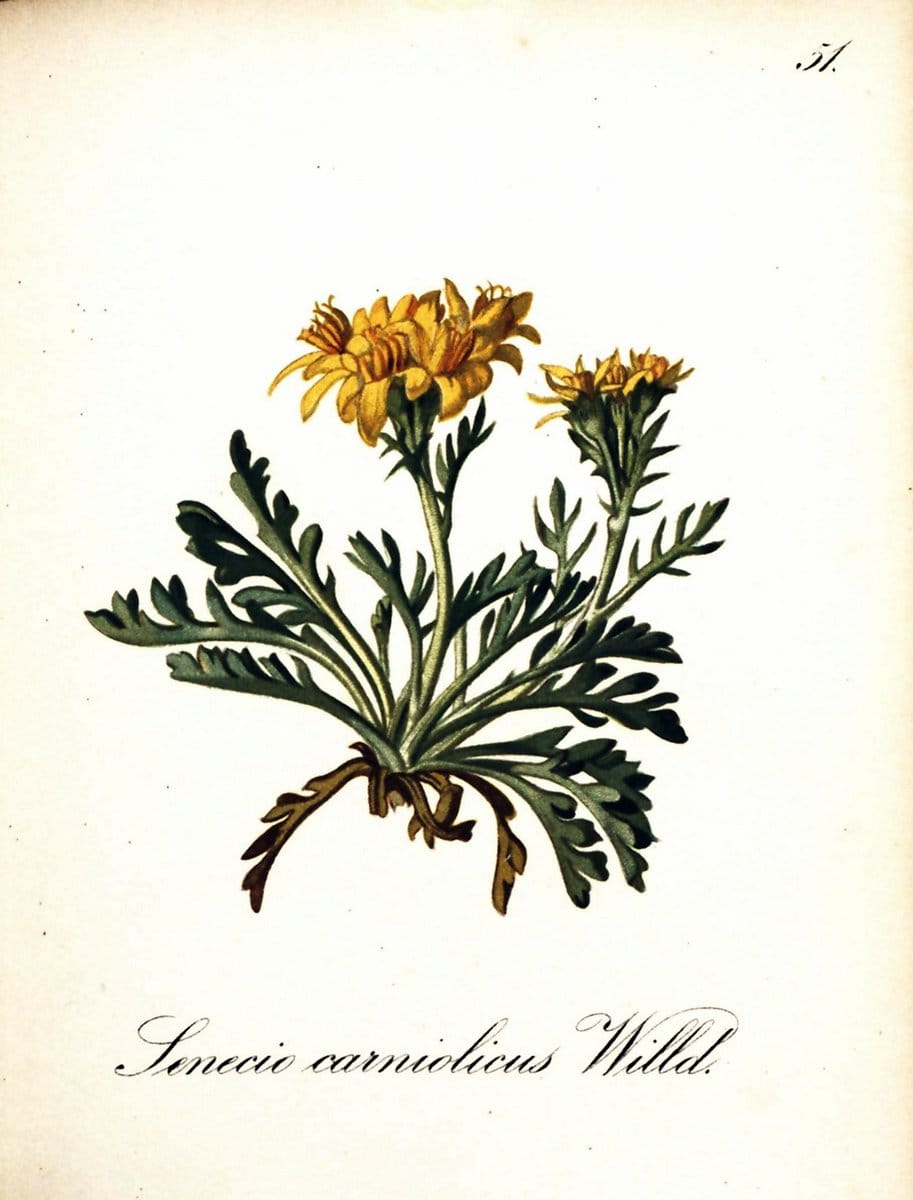 Die Alpenpflanzen nach der Natur gemalt /.Prag :F. Tempsky,1879-1884. | Alps Botany "Mountain plants" "Pictorial works" "United States Geological Survey" | Vintage Print Reproduction 470321