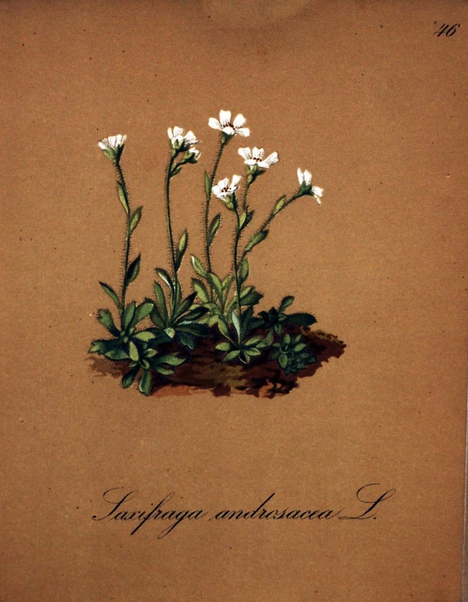Die Alpenpflanzen nach der Natur gemalt /.Prag :F. Tempsky,1879-1884.  | Alps Botany "Mountain plants" "Pictorial works" "United States Geological Survey" | Vintage Print Reproduction 470322