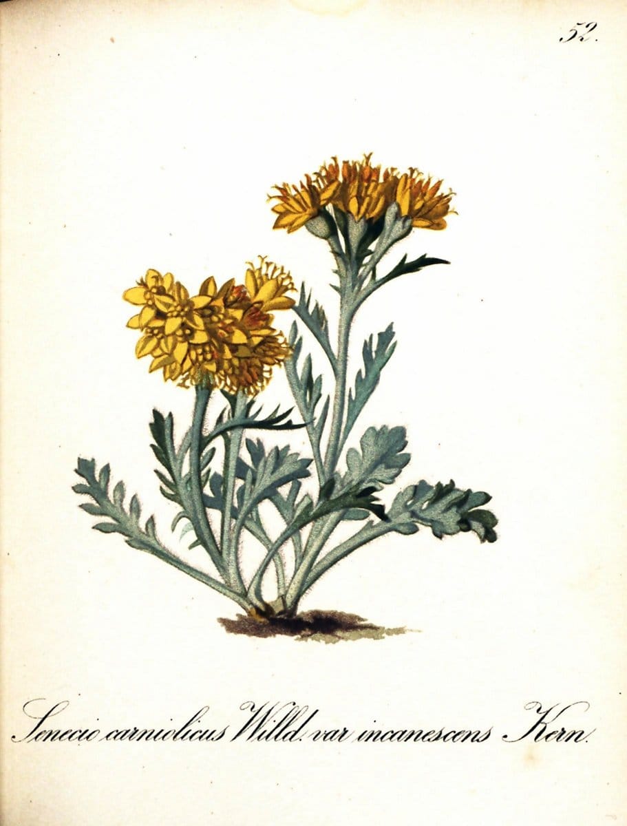 Die Alpenpflanzen nach der Natur gemalt /.Prag :F. Tempsky,1879-1884. | Alps Botany "Mountain plants" "Pictorial works" "United States Geological Survey" | Vintage Print Reproduction 470323