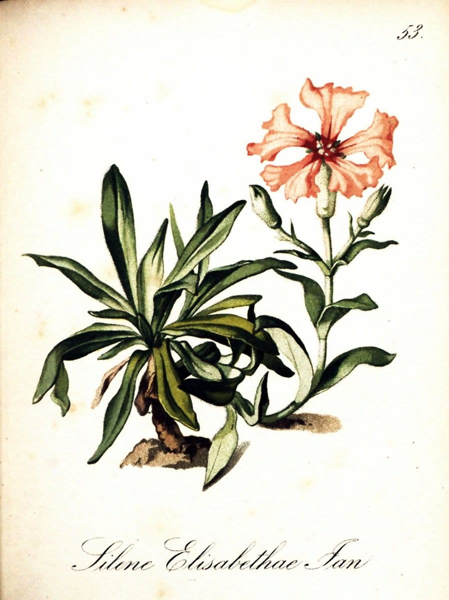 Die Alpenpflanzen nach der Natur gemalt /.Prag :F. Tempsky,1879-1884. | Alps Botany "Mountain plants" "Pictorial works" "United States Geological Survey" | Vintage Print Reproduction 470324