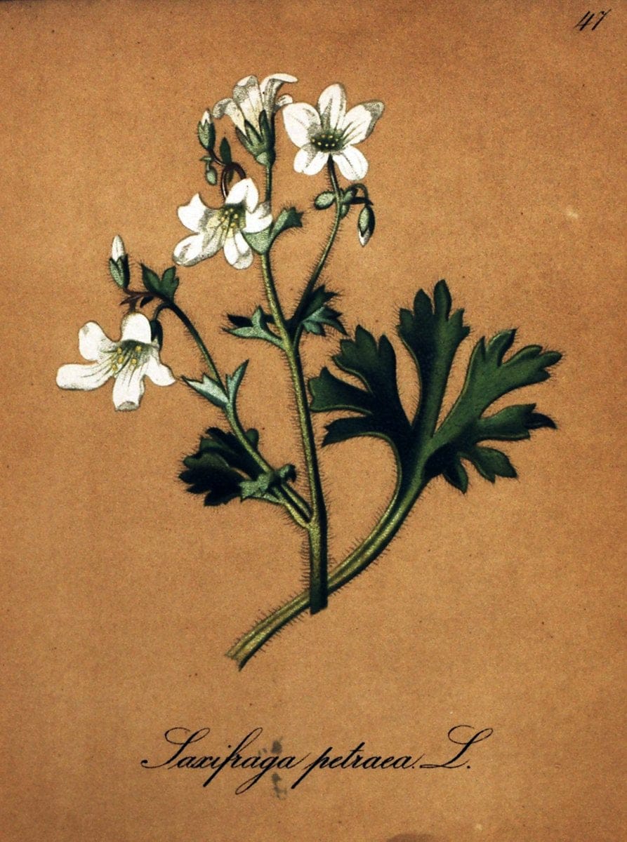 Die Alpenpflanzen nach der Natur gemalt /.Prag :F. Tempsky,1879-1884.  | Alps Botany "Mountain plants" "Pictorial works" "United States Geological Survey" | Vintage Print Reproduction 470325