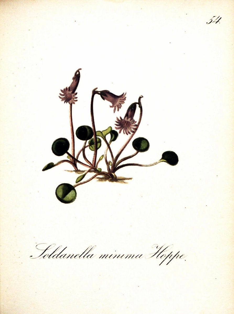 Die Alpenpflanzen nach der Natur gemalt /.Prag :F. Tempsky,1879-1884. | Alps Botany "Mountain plants" "Pictorial works" "United States Geological Survey" | Vintage Print Reproduction 470326