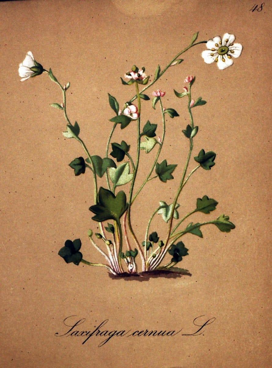 Die Alpenpflanzen nach der Natur gemalt /.Prag :F. Tempsky,1879-1884.  | Alps Botany "Mountain plants" "Pictorial works" "United States Geological Survey" | Vintage Print Reproduction 470327