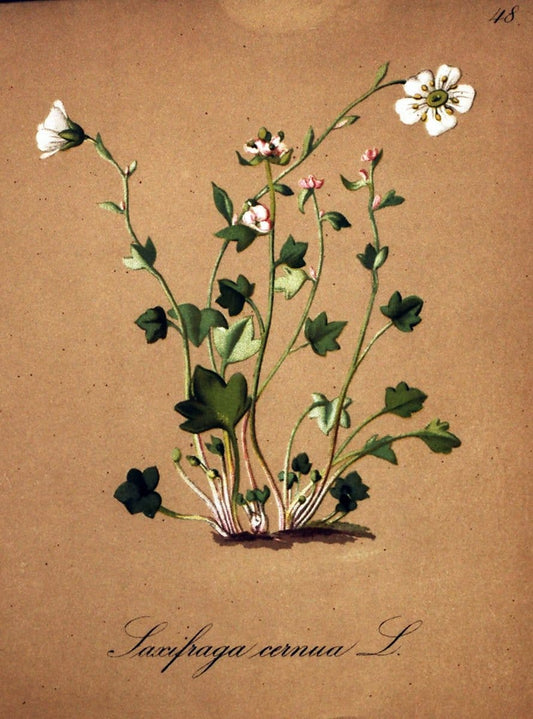 Die Alpenpflanzen nach der Natur gemalt /.Prag :F. Tempsky,1879-1884.  | Alps Botany "Mountain plants" "Pictorial works" "United States Geological Survey" | Vintage Print Reproduction 470327