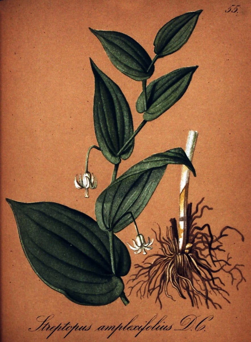 Die Alpenpflanzen nach der Natur gemalt /.Prag :F. Tempsky,1879-1884. | Alps Botany "Mountain plants" "Pictorial works" "United States Geological Survey" | Vintage Print Reproduction 470328