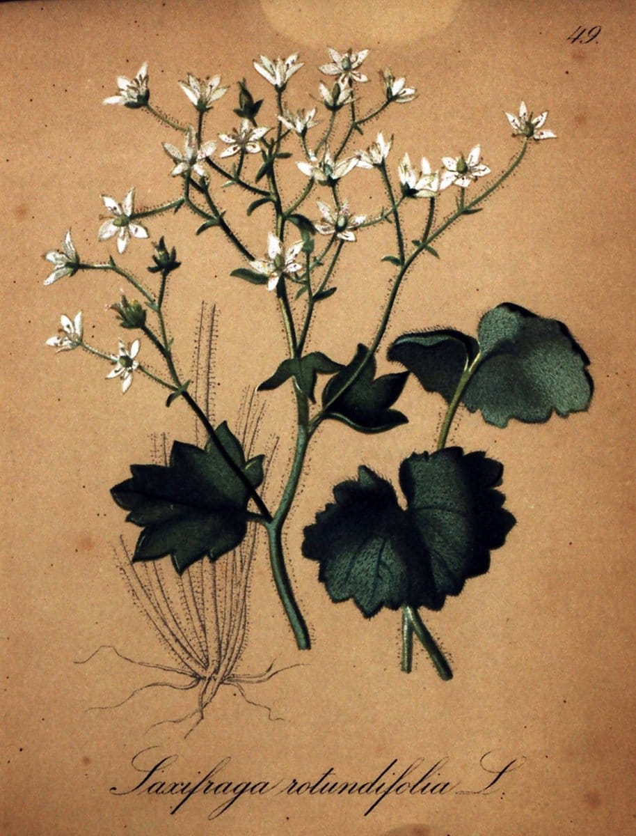 Die Alpenpflanzen nach der Natur gemalt /.Prag :F. Tempsky,1879-1884.  | Alps Botany "Mountain plants" "Pictorial works" "United States Geological Survey" | Vintage Print Reproduction 470329