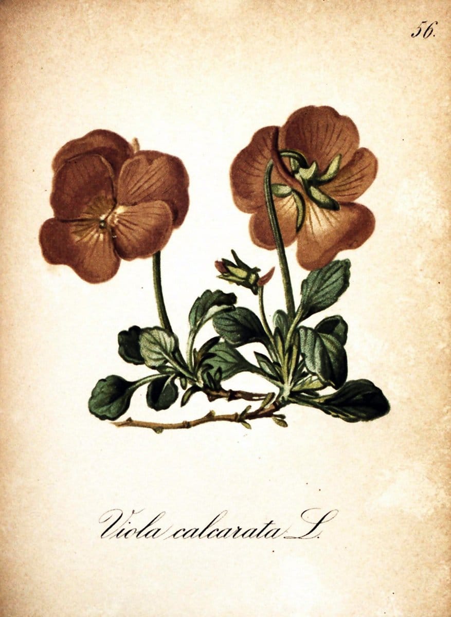 Die Alpenpflanzen nach der Natur gemalt /.Prag :F. Tempsky,1879-1884. | Alps Botany "Mountain plants" "Pictorial works" "United States Geological Survey" | Vintage Print Reproduction 470330