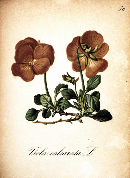 Die Alpenpflanzen nach der Natur gemalt /.Prag :F. Tempsky,1879-1884. | Alps Botany "Mountain plants" "Pictorial works" "United States Geological Survey" | Vintage Print Reproduction 470330