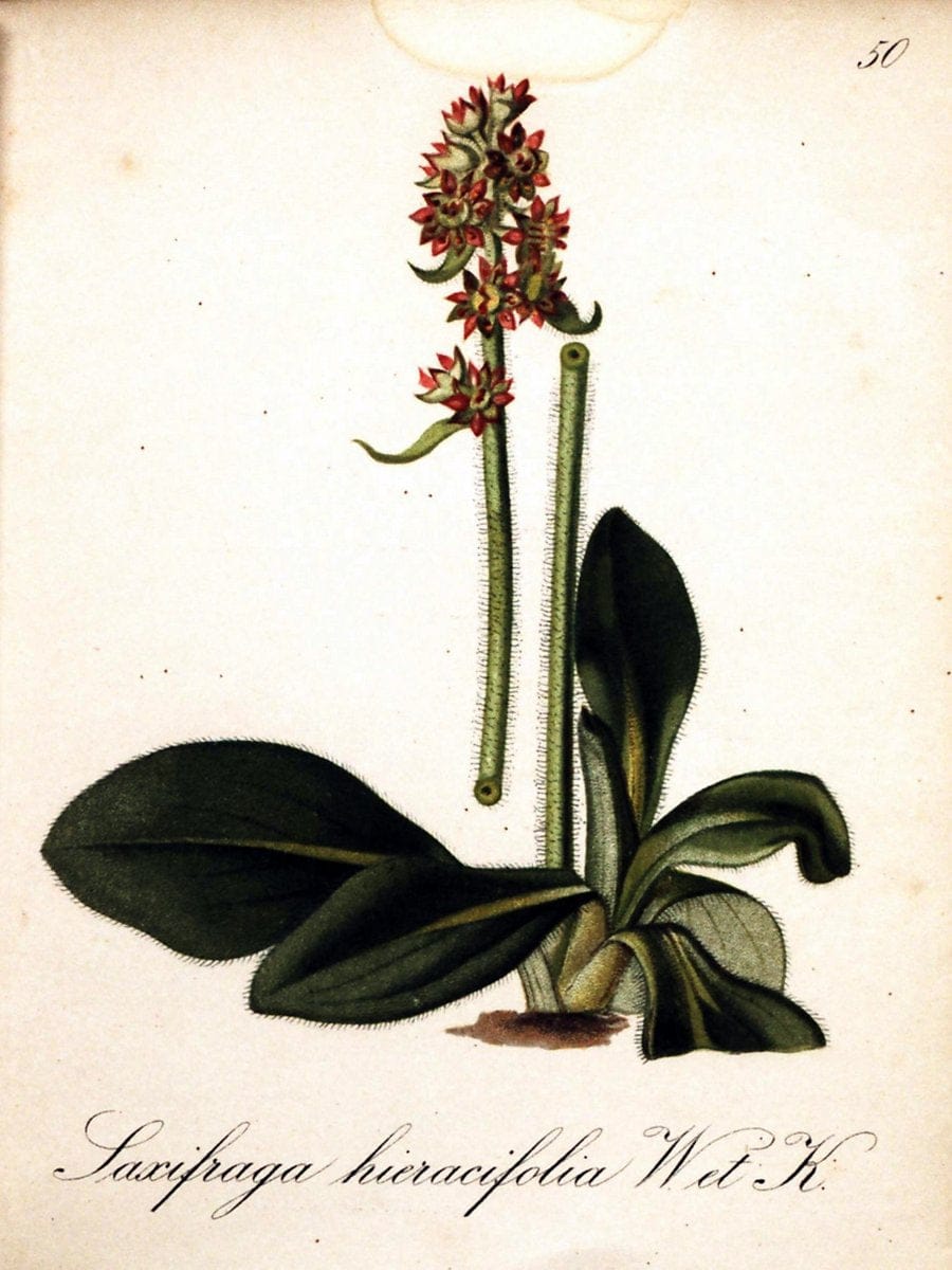 Die Alpenpflanzen nach der Natur gemalt /.Prag :F. Tempsky,1879-1884.  | Alps Botany "Mountain plants" "Pictorial works" "United States Geological Survey" | Vintage Print Reproduction 470331