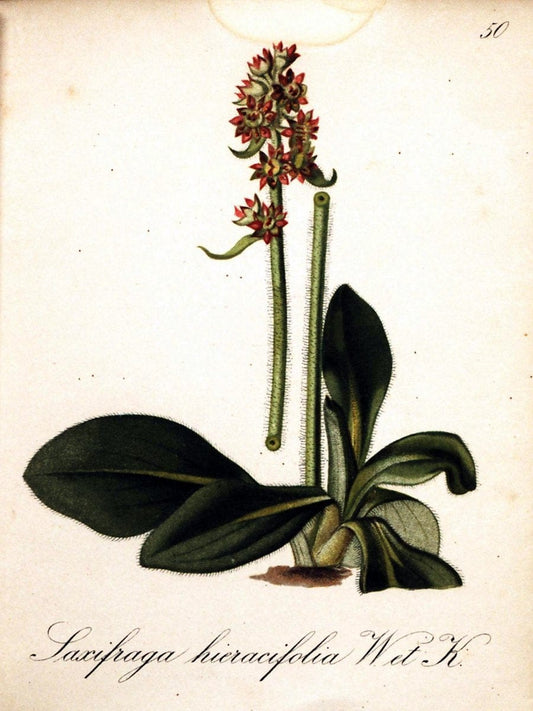 Die Alpenpflanzen nach der Natur gemalt /.Prag :F. Tempsky,1879-1884.  | Alps Botany "Mountain plants" "Pictorial works" "United States Geological Survey" | Vintage Print Reproduction 470331