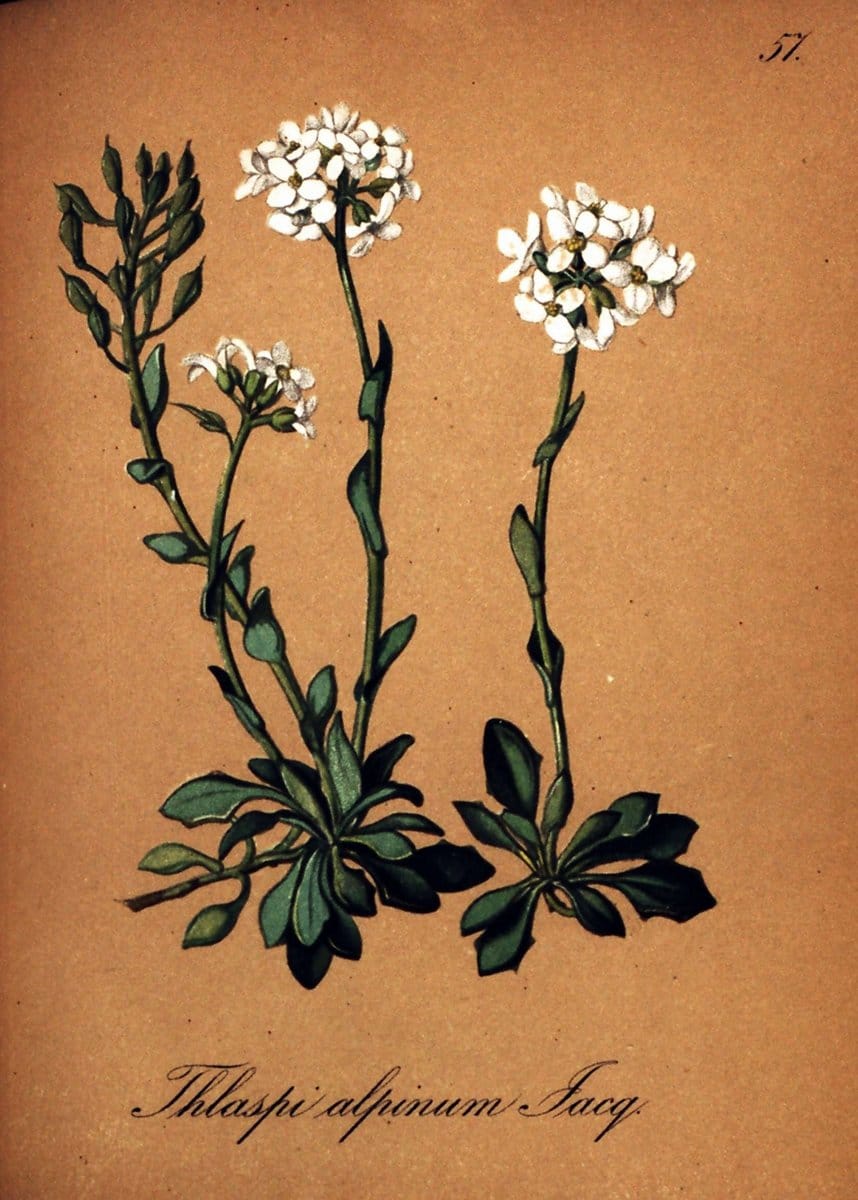 Die Alpenpflanzen nach der Natur gemalt /.Prag :F. Tempsky,1879-1884. | Alps Botany "Mountain plants" "Pictorial works" "United States Geological Survey" | Vintage Print Reproduction 470332