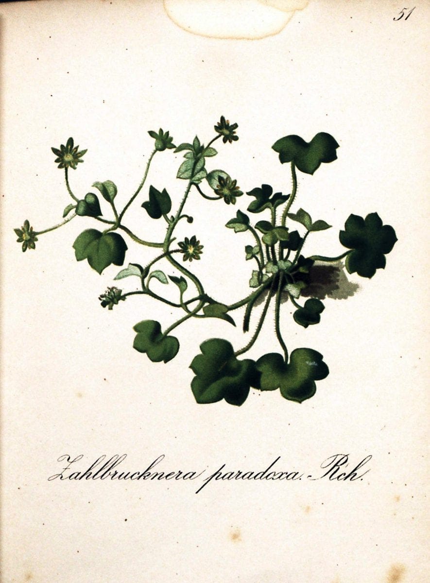 Die Alpenpflanzen nach der Natur gemalt /.Prag :F. Tempsky,1879-1884.  | Alps Botany "Mountain plants" "Pictorial works" "United States Geological Survey" | Vintage Print Reproduction 470333