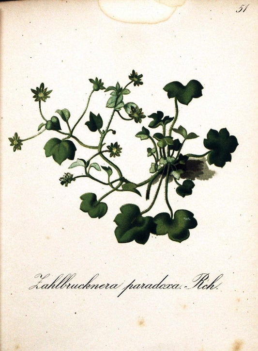 Die Alpenpflanzen nach der Natur gemalt /.Prag :F. Tempsky,1879-1884.  | Alps Botany "Mountain plants" "Pictorial works" "United States Geological Survey" | Vintage Print Reproduction 470333