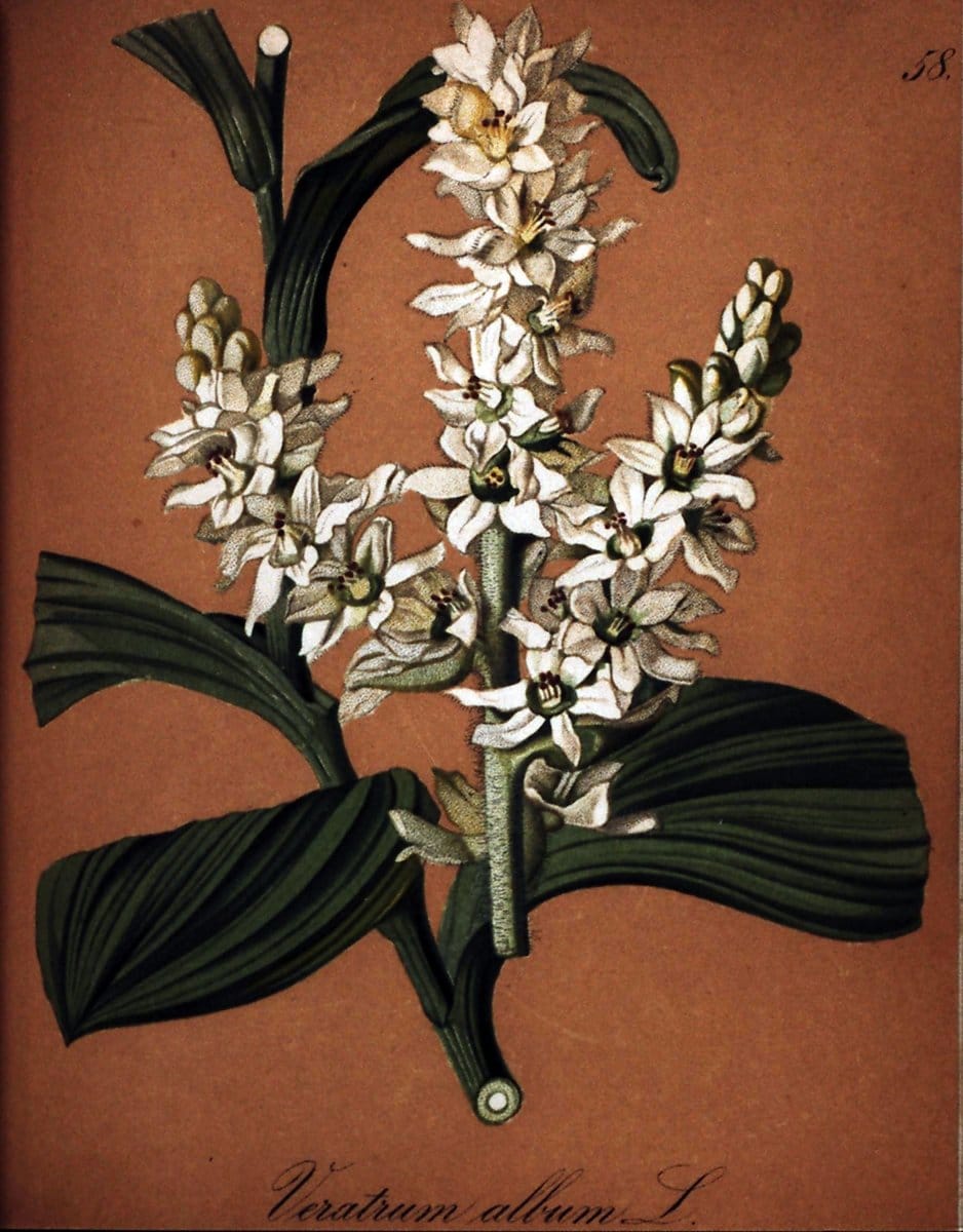Die Alpenpflanzen nach der Natur gemalt /.Prag :F. Tempsky,1879-1884. | Alps Botany "Mountain plants" "Pictorial works" "United States Geological Survey" | Vintage Print Reproduction 470334