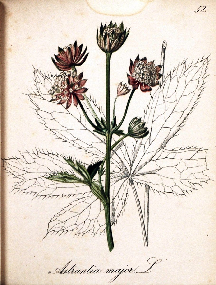 Die Alpenpflanzen nach der Natur gemalt /.Prag :F. Tempsky,1879-1884.  | Alps Botany "Mountain plants" "Pictorial works" "United States Geological Survey" | Vintage Print Reproduction 470335
