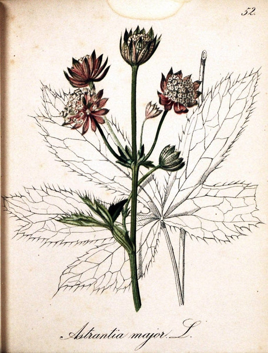 Die Alpenpflanzen nach der Natur gemalt /.Prag :F. Tempsky,1879-1884.  | Alps Botany "Mountain plants" "Pictorial works" "United States Geological Survey" | Vintage Print Reproduction 470335