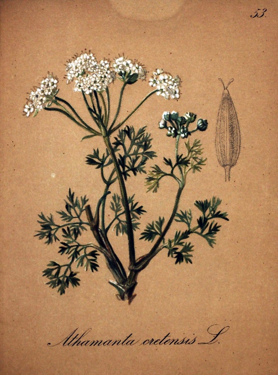 Die Alpenpflanzen nach der Natur gemalt /.Prag :F. Tempsky,1879-1884.  | Alps Botany "Mountain plants" "Pictorial works" "United States Geological Survey" | Vintage Print Reproduction 470336