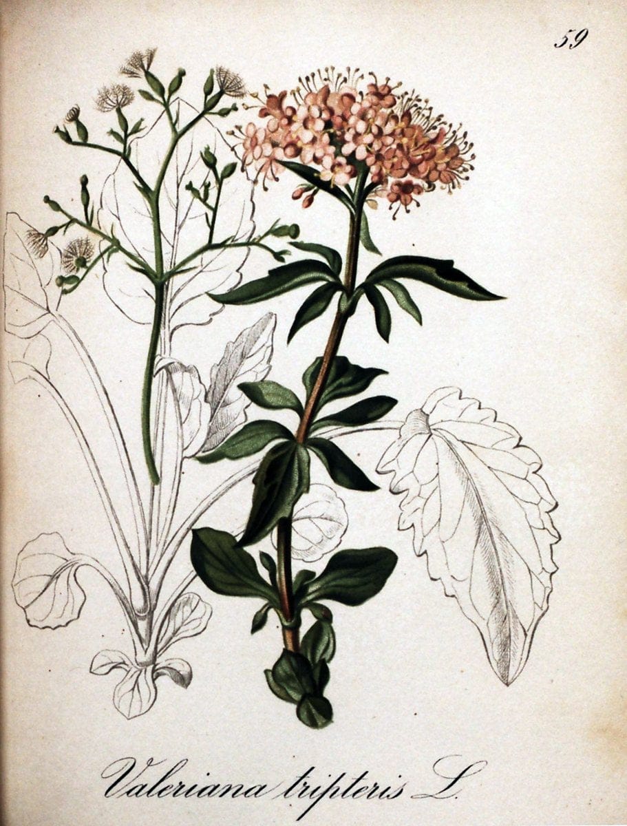 Die Alpenpflanzen nach der Natur gemalt /.Prag :F. Tempsky,1879-1884. | Alps Botany "Mountain plants" "Pictorial works" "United States Geological Survey" | Vintage Print Reproduction 470337