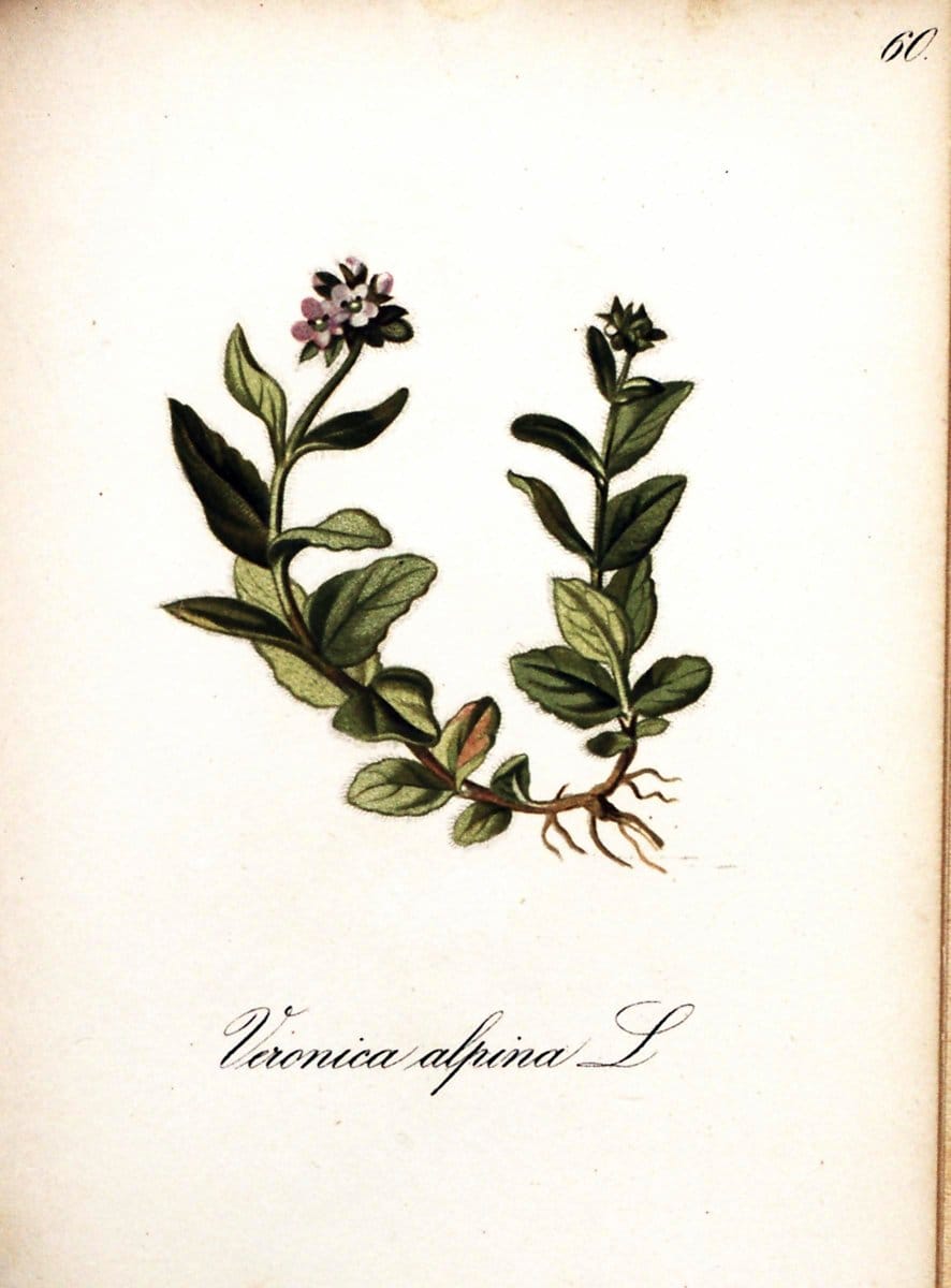 Die Alpenpflanzen nach der Natur gemalt /.Prag :F. Tempsky,1879-1884. | Alps Botany "Mountain plants" "Pictorial works" "United States Geological Survey" | Vintage Print Reproduction 470338