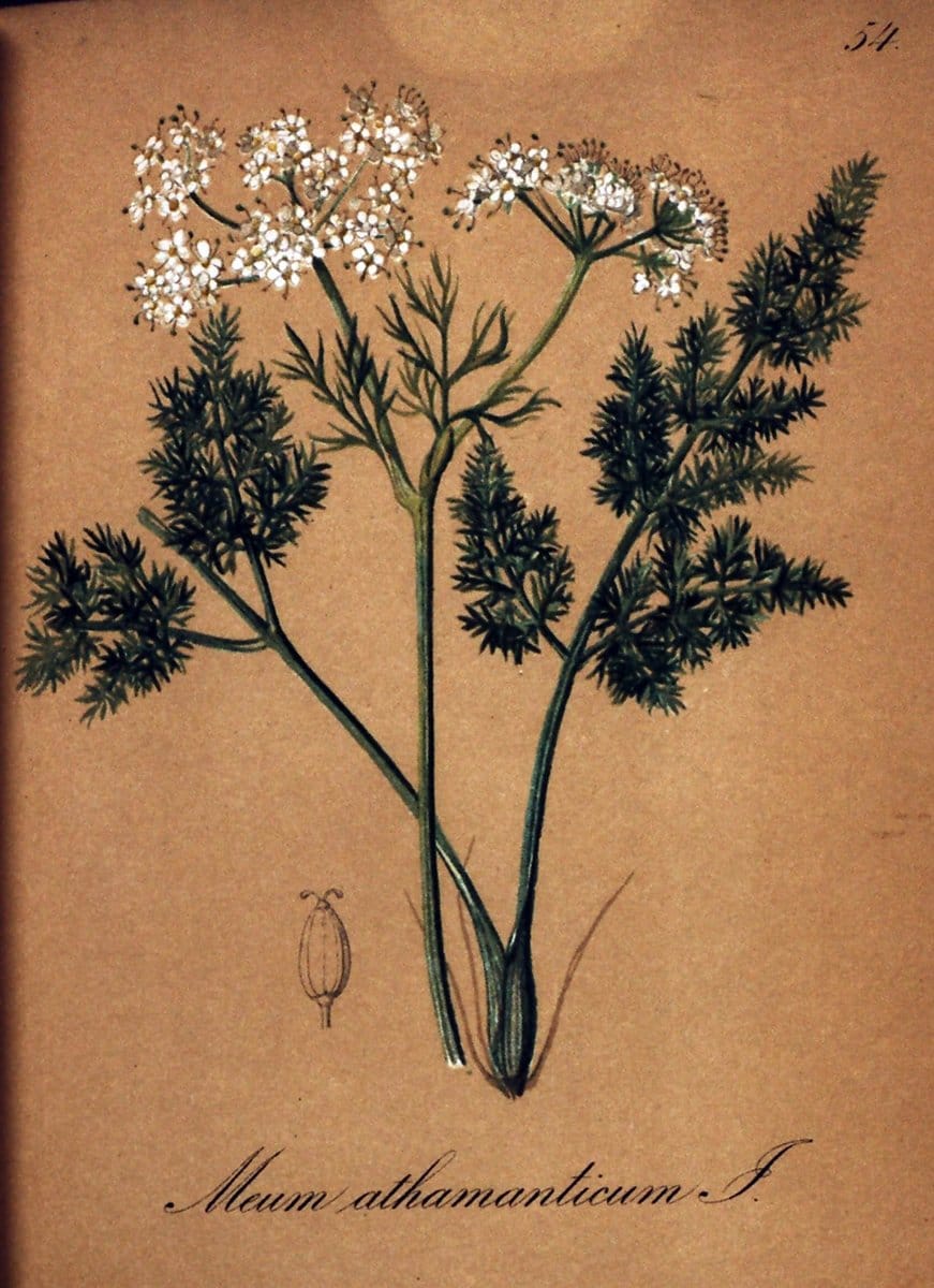 Die Alpenpflanzen nach der Natur gemalt /.Prag :F. Tempsky,1879-1884.  | Alps Botany "Mountain plants" "Pictorial works" "United States Geological Survey" | Vintage Print Reproduction 470339