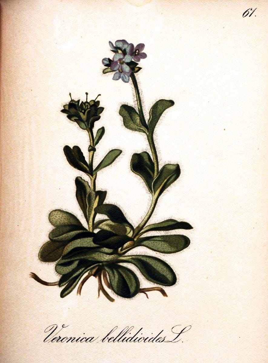 Die Alpenpflanzen nach der Natur gemalt /.Prag :F. Tempsky,1879-1884. | Alps Botany "Mountain plants" "Pictorial works" "United States Geological Survey" | Vintage Print Reproduction 470340