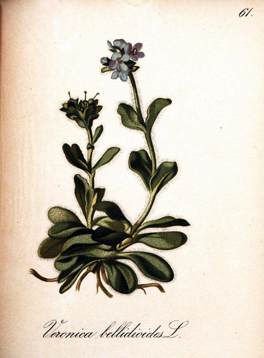 Die Alpenpflanzen nach der Natur gemalt /.Prag :F. Tempsky,1879-1884. | Alps Botany "Mountain plants" "Pictorial works" "United States Geological Survey" | Vintage Print Reproduction 470340