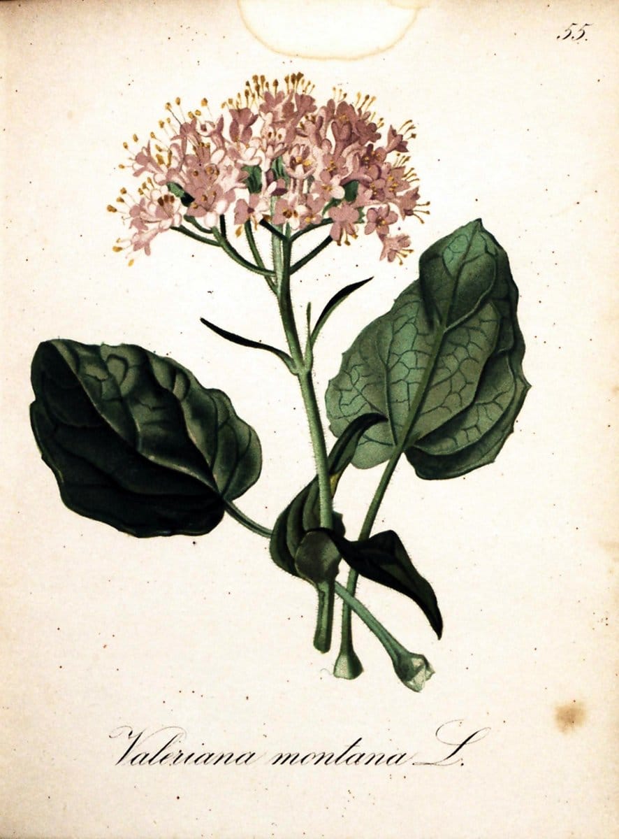 Die Alpenpflanzen nach der Natur gemalt /.Prag :F. Tempsky,1879-1884.  | Alps Botany "Mountain plants" "Pictorial works" "United States Geological Survey" | Vintage Print Reproduction 470341