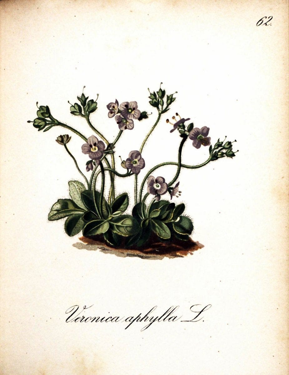 Die Alpenpflanzen nach der Natur gemalt /.Prag :F. Tempsky,1879-1884. | Alps Botany "Mountain plants" "Pictorial works" "United States Geological Survey" | Vintage Print Reproduction 470342