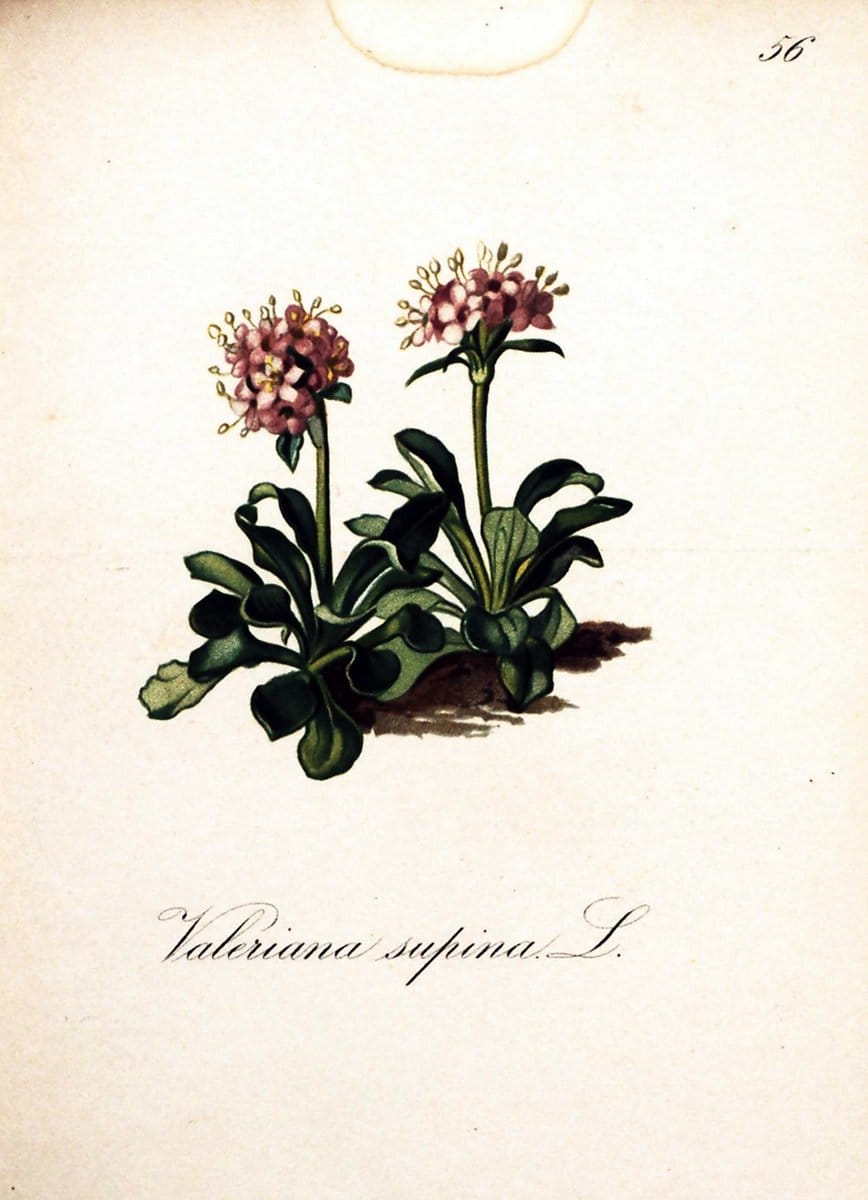 Die Alpenpflanzen nach der Natur gemalt /.Prag :F. Tempsky,1879-1884.  | Alps Botany "Mountain plants" "Pictorial works" "United States Geological Survey" | Vintage Print Reproduction 470343